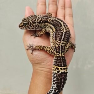 L214 Leopard Gecko Tangerine Black Night het Tremper Betina