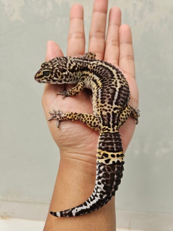 L214 Leopard Gecko Tangerine Black Night het Tremper Betina