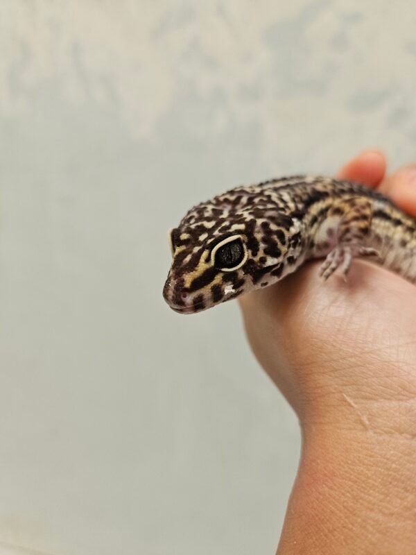 L214 Mata Gecko Tangerine Black Night het Tremper Betina