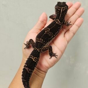 L243 Gecko Black Night ph Tremper Murphy's Patternless Betina L243 Gecko Black Night ph Tremper Murphy's Patternless Betina