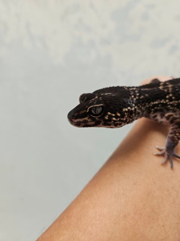 L243 Mata Gecko Black Night ph Tremper Murphy's Patternless Betina L243 Mata Gecko Black Night ph Tremper Murphy's Patternless Betina