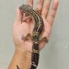 L287 Leopard Gecko Black Night ph Tremper Betina