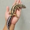 L294 Gecko Bold Stripe ph Tremper Betina