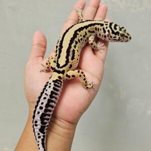 L294 Gecko Bold Stripe ph Tremper Betina