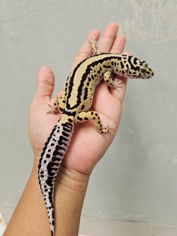 L294 Gecko Bold Stripe ph Tremper Betina