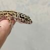L294 Mata Gecko Bold Stripe ph Tremper Betina