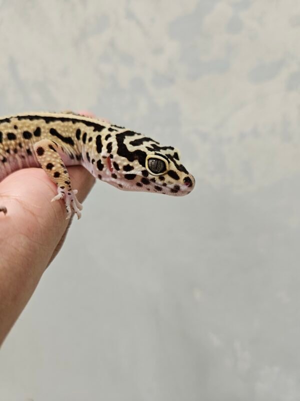 L294 Mata Gecko Bold Stripe ph Tremper Betina