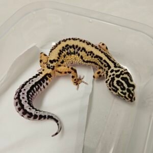 L302 Gecko Bold Stripe ph Tremper betina dewasa L302 Gecko Bold Stripe ph Tremper betina dewasa