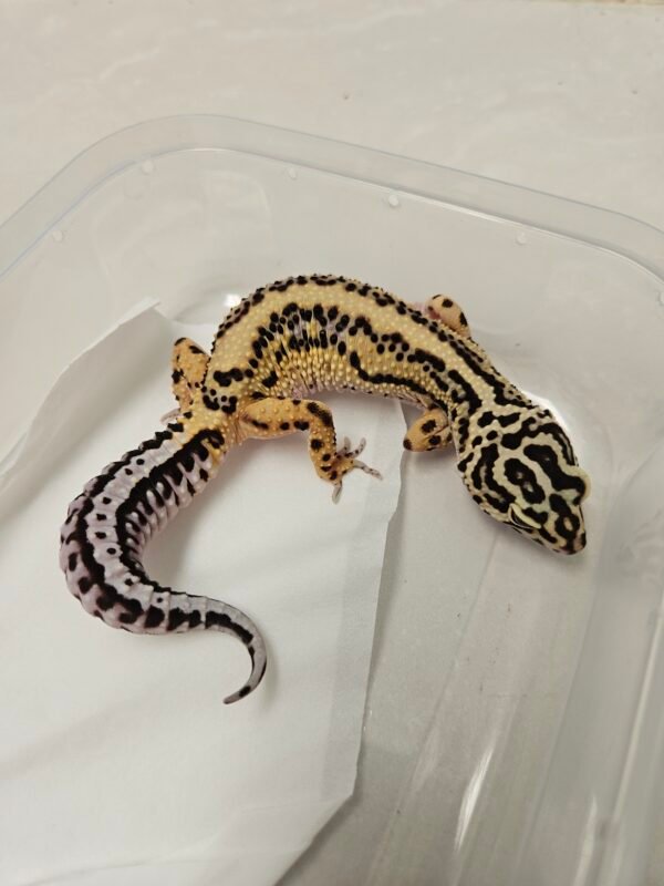 L302 Gecko Bold Stripe ph Tremper betina dewasa L302 Gecko Bold Stripe ph Tremper betina dewasa