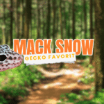 Mack Snow Leopard Gecko Favorit Pemula