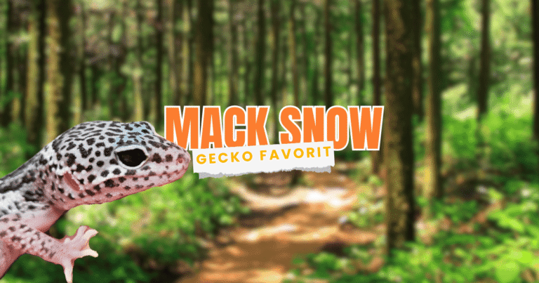 Mack Snow Leopard Gecko Favorit Pemula