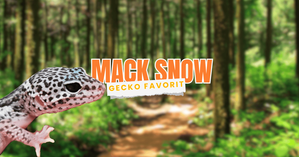 Mack Snow Leopard Gecko Favorit Pemula