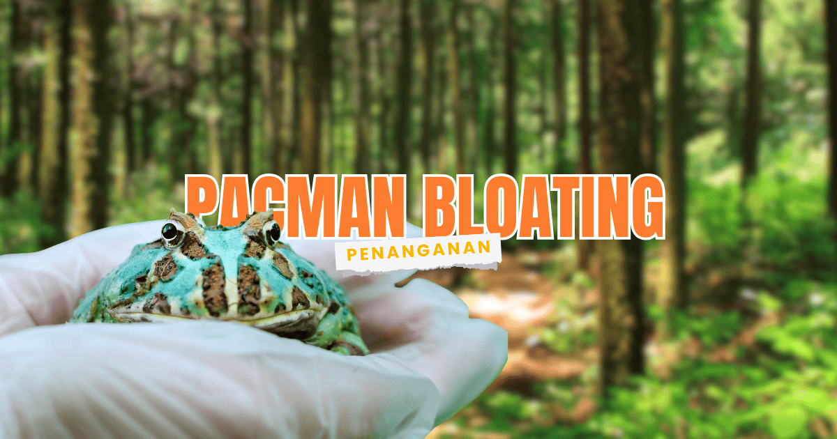 pacman bloating, penyakit kodok pacman menggelembung seperti balon, ini cara mengatasinya