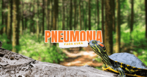 penyakit pneumonia pada kura kura air