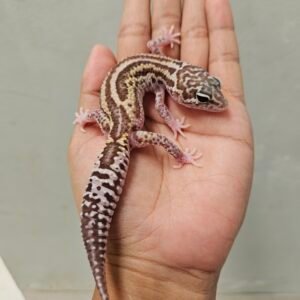 R250779 Gecko MS RAPTOR Bold Stripe Black NIght Cross Betina