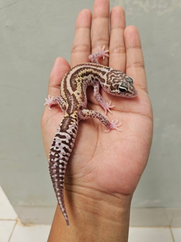 R250779 Gecko MS RAPTOR Bold Stripe Black NIght Cross Betina R250779 Gecko MS RAPTOR Bold Stripe Black NIght Cross Betina