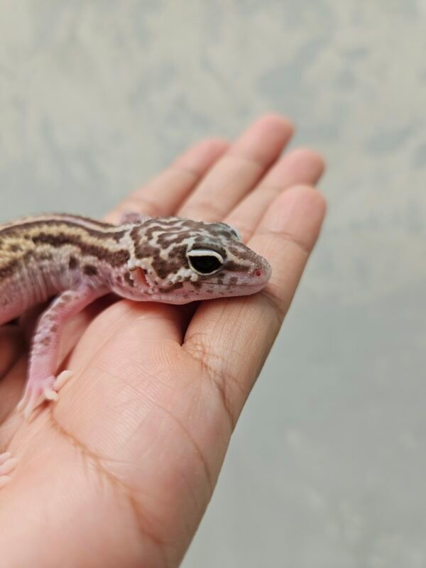 R250779 Mata Gecko MS RAPTOR Bold Stripe Black NIght Cross Betina R250779 Mata Gecko MS RAPTOR Bold Stripe Black NIght Cross Betina