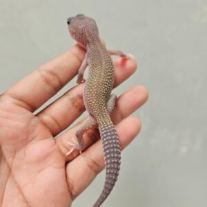 R250784 Leopard Gecko Black Night Cotton ph Tremper Jantan R250784 Leopard Gecko Black Night Cotton ph Tremper Jantan