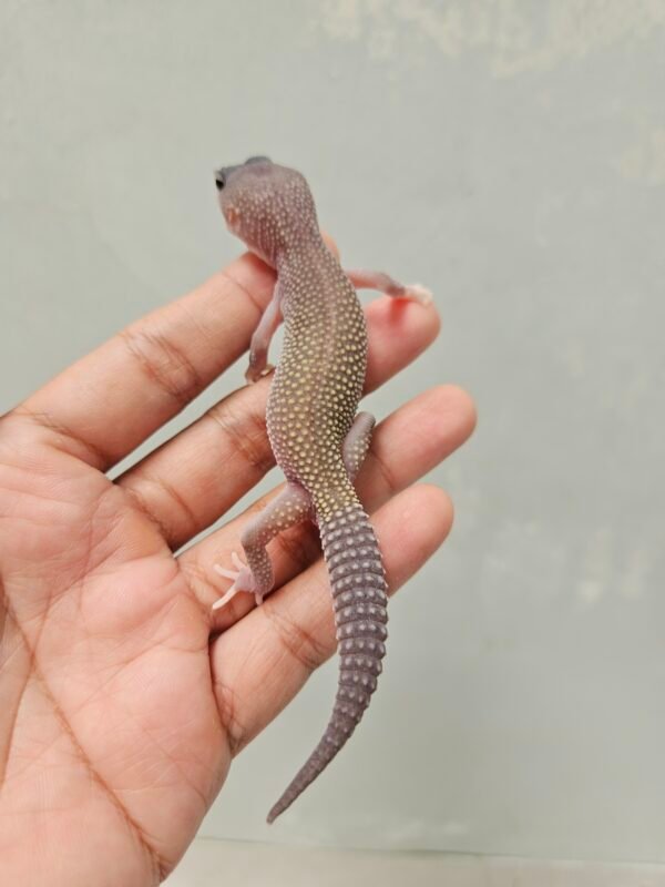 R250784 Leopard Gecko Black Night Cotton ph Tremper Jantan R250784 Leopard Gecko Black Night Cotton ph Tremper Jantan