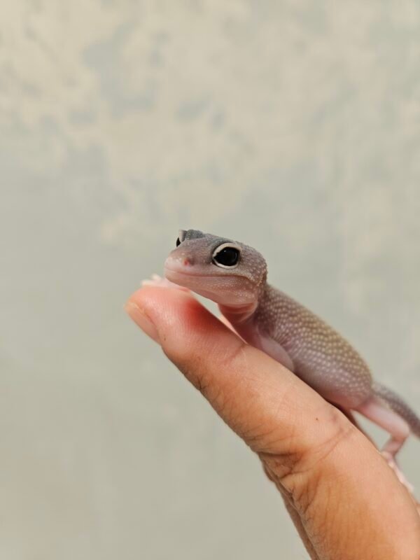 R250784 Mata Gecko Black Night Cotton ph Tremper Jantan R250784 Mata Gecko Black Night Cotton ph Tremper Jantan