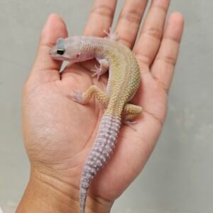 R250828 Gecko Black Night Cotton ph Diablo Blanco Jantan R250828 Gecko Black Night Cotton ph Diablo Blanco Jantan