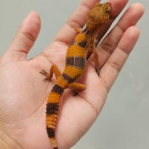 R250838 Leopard Gecko Sunspot Betina R250838 Leopard Gecko Sunspot Betina
