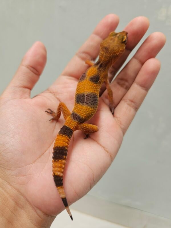 R250838 Leopard Gecko Sunspot Betina R250838 Leopard Gecko Sunspot Betina
