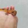R250838 Mata Gecko Sunspot Betina Sunspot - Betina - R250838 - NICE COLOR