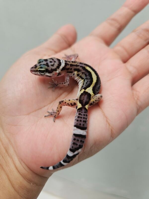 R250907 Leopard Gecko Mack Snow Black Night het RAPTOR betina R250907 Leopard Gecko Mack Snow Black Night het RAPTOR betina