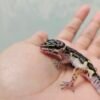 R250907 Mata Gecko Mack Snow Black Night het RAPTOR betina R250907 Mata Gecko Mack Snow Black Night het RAPTOR betina