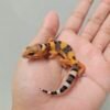 R260014 Leopard Gecko Emerine Cross ph Tremper Betina R260014 Leopard Gecko Emerine Cross ph Tremper Betina