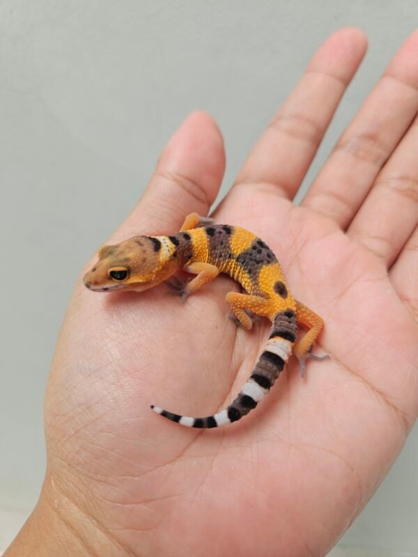 R260014 Leopard Gecko Emerine Cross ph Tremper Betina R260014 Leopard Gecko Emerine Cross ph Tremper Betina