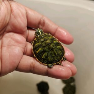 Kura-kura Red Belly Nelsoni