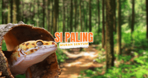 leopard gecko senyum: morph super snow eclipse atau pied