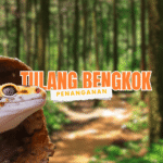 penanganan tulang bengkok (penyakit mbd) leopard gecko