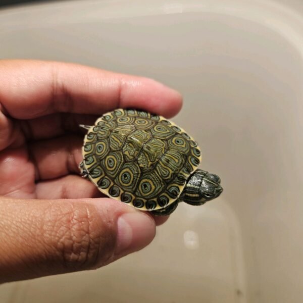 Venusta Kura-kura Venusta