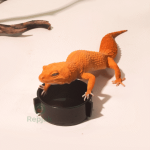 Waterdish Water dish reptil, water dish gecko