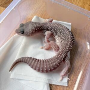 B250054 Gecko Black Night Super Platinum ph RAPTOR betina B250054 Gecko Black Night Super Platinum ph RAPTOR betina