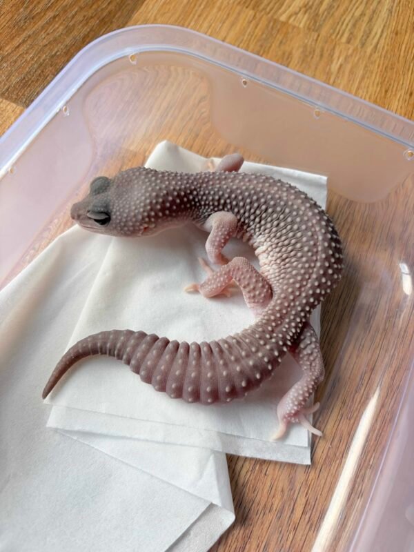 B250054 Gecko Black Night Super Platinum ph RAPTOR betina