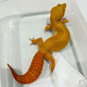 B250500 Gecko SHTCTB ph Tremper CT full betina B250500 Gecko SHTCTB ph Tremper CT full betina