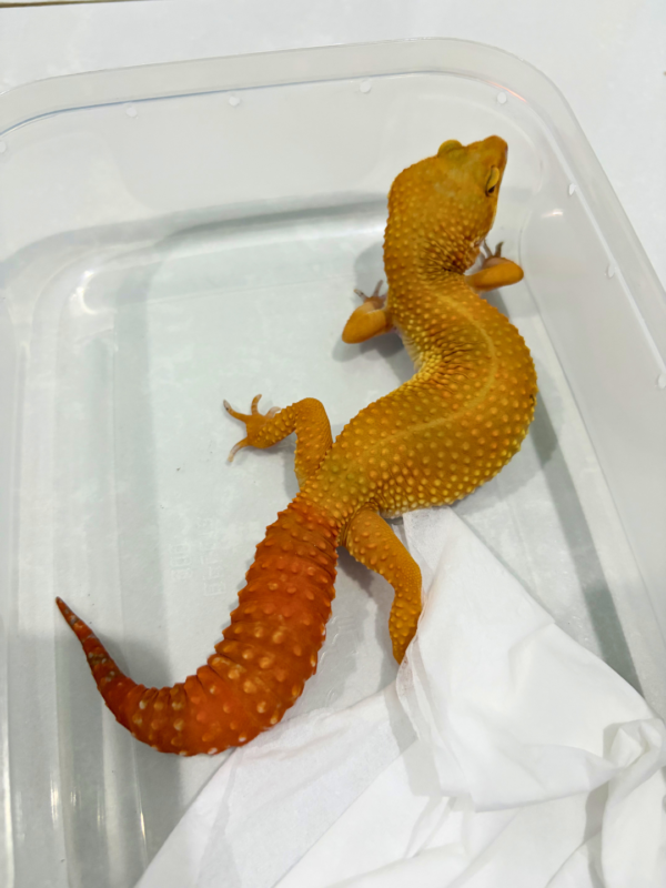 B250500 Gecko SHTCTB ph Tremper CT full betina