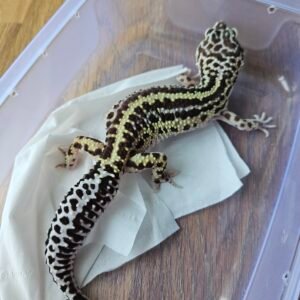 B250523 Gecko Mack Snow Bold Stripe betina adult