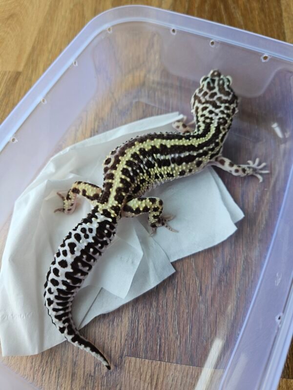 B250523 Gecko Mack Snow Bold Stripe betina adult