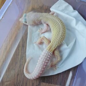 B250583 Diablo Blanco Leopard Gecko betina