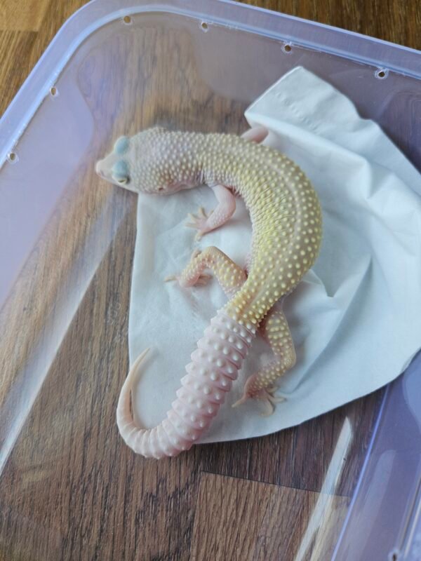B250583 Diablo Blanco Leopard Gecko betina