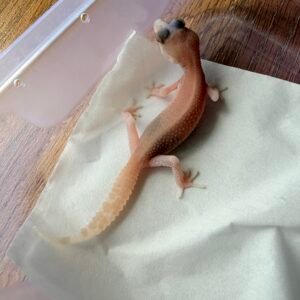 B251367 Leopard Gecko Panda Albino B251367 Leopard Gecko Panda Albino