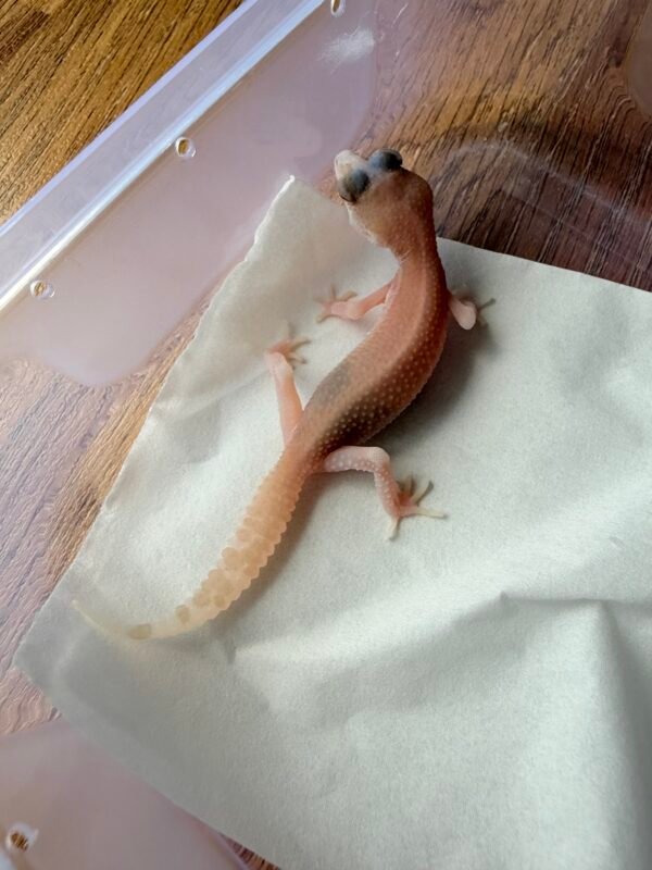 B251367 Leopard Gecko Panda Albino B251367 Leopard Gecko Panda Albino