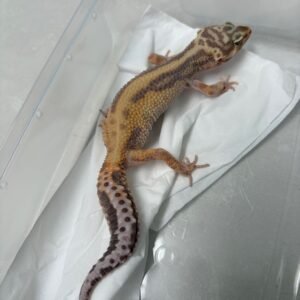B251486 Gecko Tremper Bold Stripe betina B251486 Gecko Tremper Bold Stripe betina