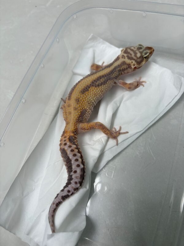 B251486 Gecko Tremper Bold Stripe betina