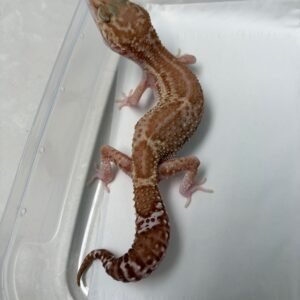 B251746 Black Night Mack Snow RAPTOR B251746 Black Night Mack Snow RAPTOR